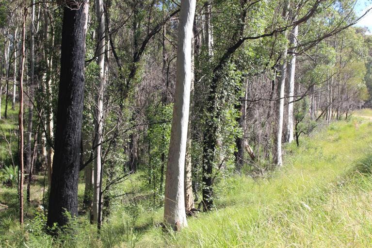 Trees Growing in South Coast